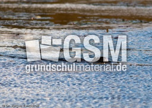 Nutria (15 von 25).jpg